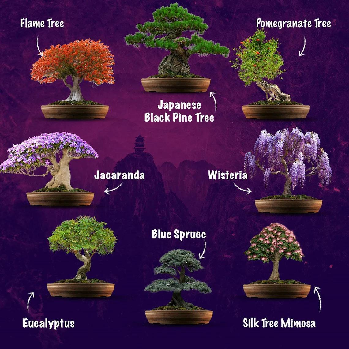 1. Flourish Your Zen: Bonsai Tree Seed Starter Kit For Beginners