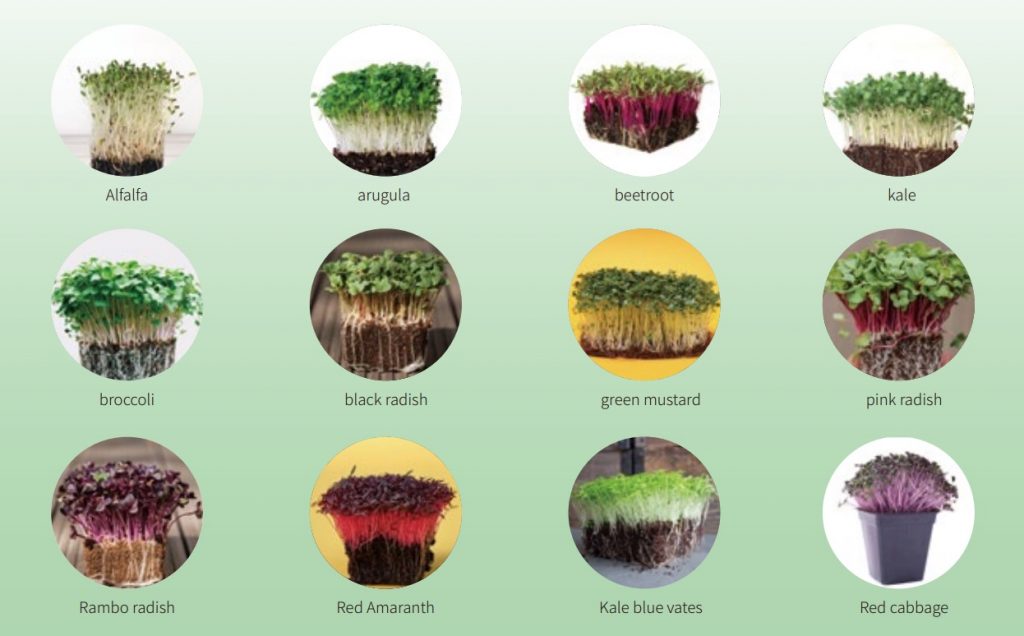 varietà di microgreens consigliate