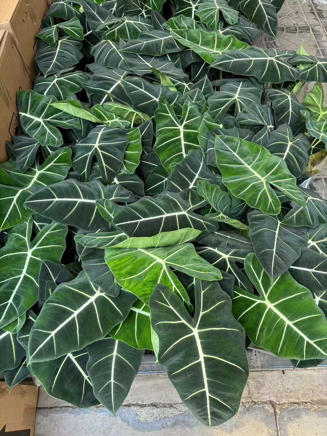 Alocasia Frydek - 中国の専門家の生きている植物の製造者 - Iplantre