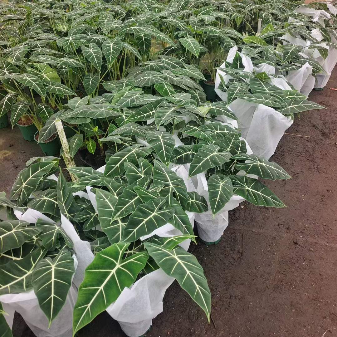 Alocasia Frydek - 中国の専門家の生きている植物の製造者 - Iplantre