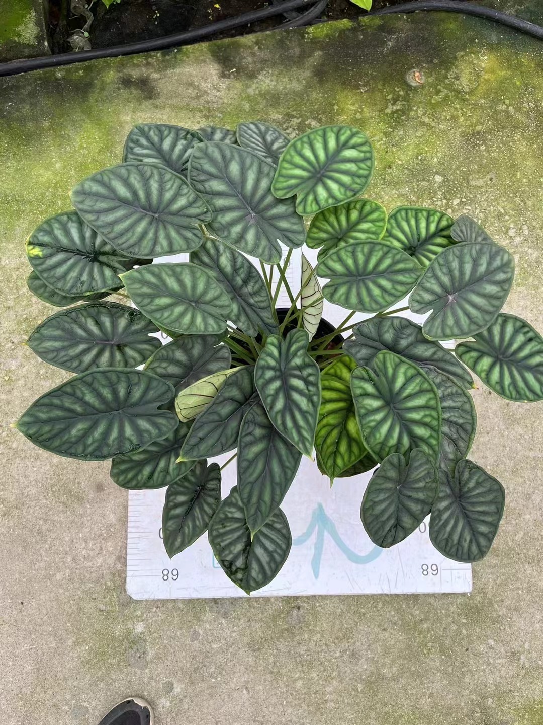 Alocasia Dragon Scale (écaille de dragon)