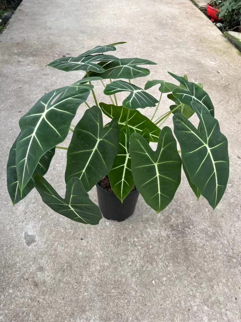 Alocasia Frydek