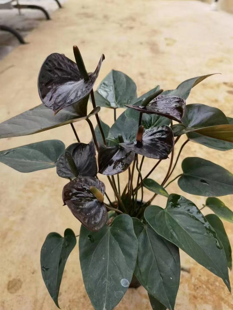 Anthurium Black Queen