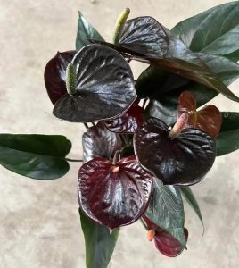 アンスリウム ブラッククイーン - 中国の専門ライブ植物サプライヤー