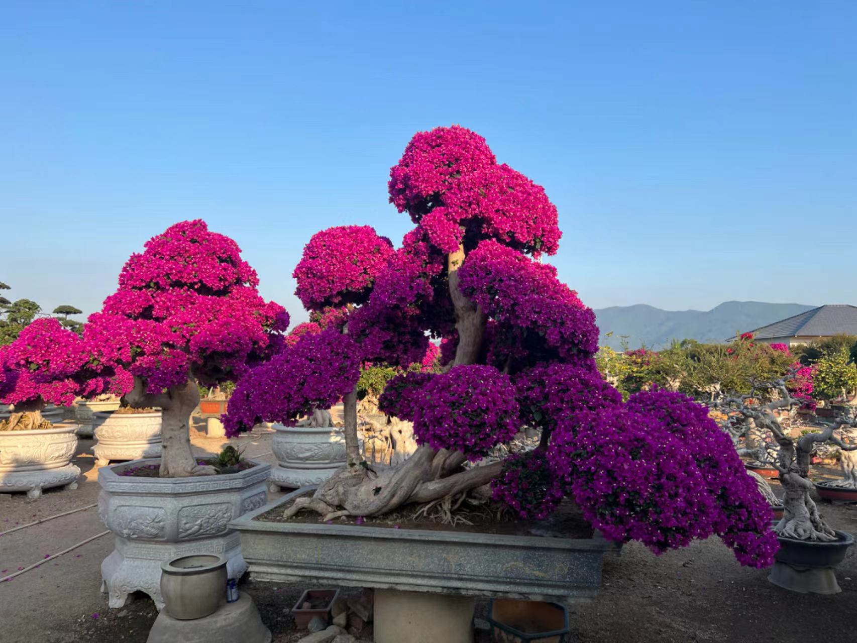 Landscape Tree - Professional Live Plants Supplier In China - Iplantre