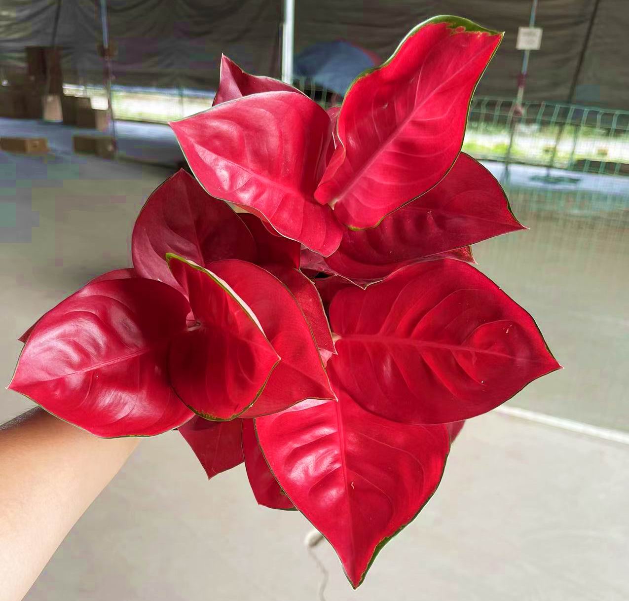 アグラオネマ東方紅 - 中国の専門生植物サプライヤー - Iplantre