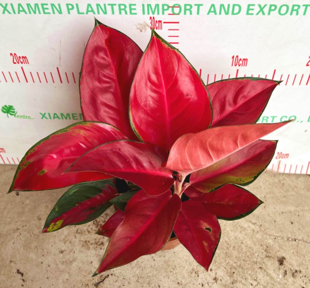 Aglaonema Dongfang Red