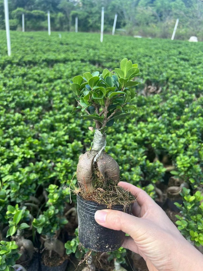 Ficus Microcarpa Ginseng