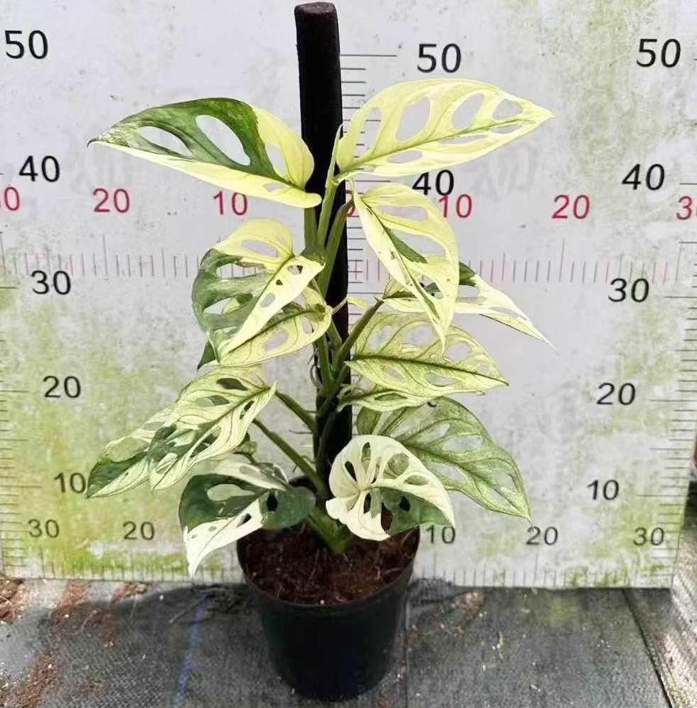 Monstera Adansonii Variegata - Fornecedor profissional de plantas