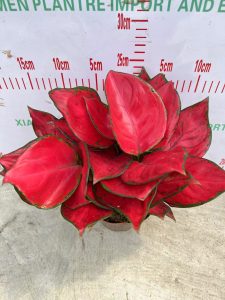 Aglaonema Fugui Rosso