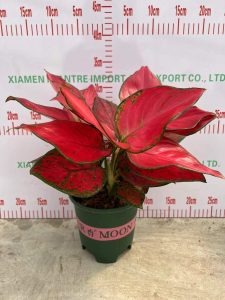 Aglaonema Fugui Red