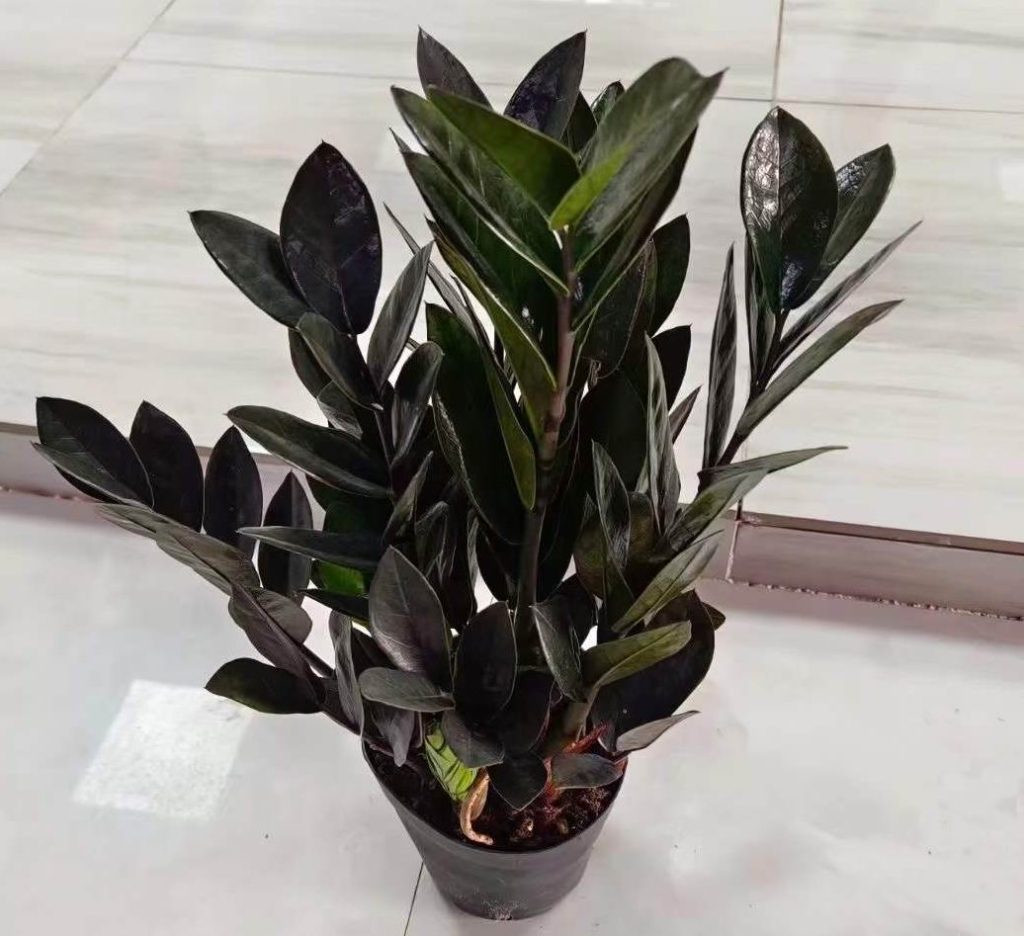 Black ZZ plant