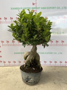 Ficus Ginseng