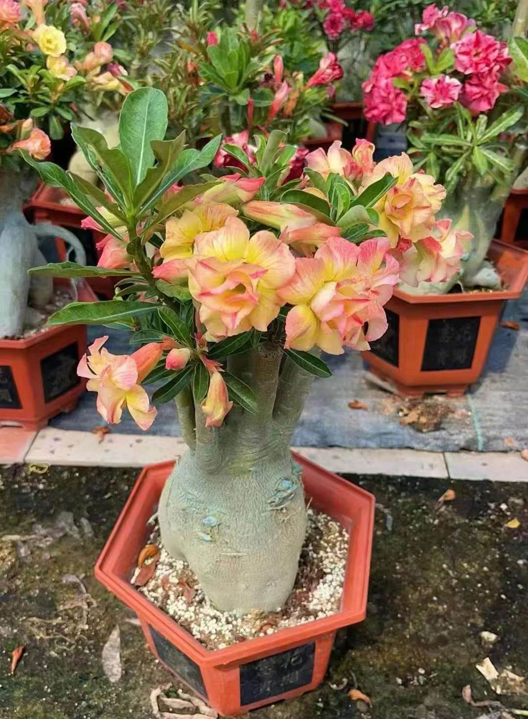 Adenium Obesum - Professional Live Plants Supplier In China - Iplantre