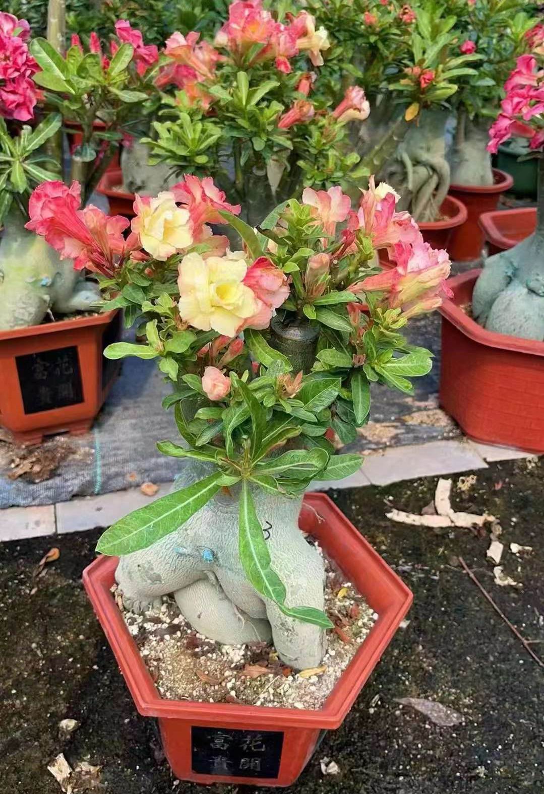 アデニウム・オベスム - 中国の専門ライブ植物サプライヤー - Iplantre