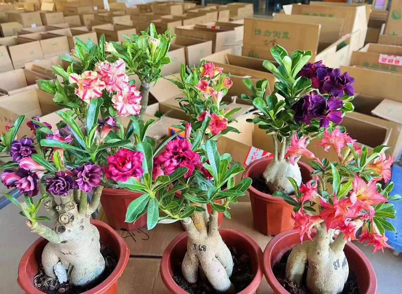 アデニウム・オベスム - 中国の専門ライブ植物サプライヤー - Iplantre