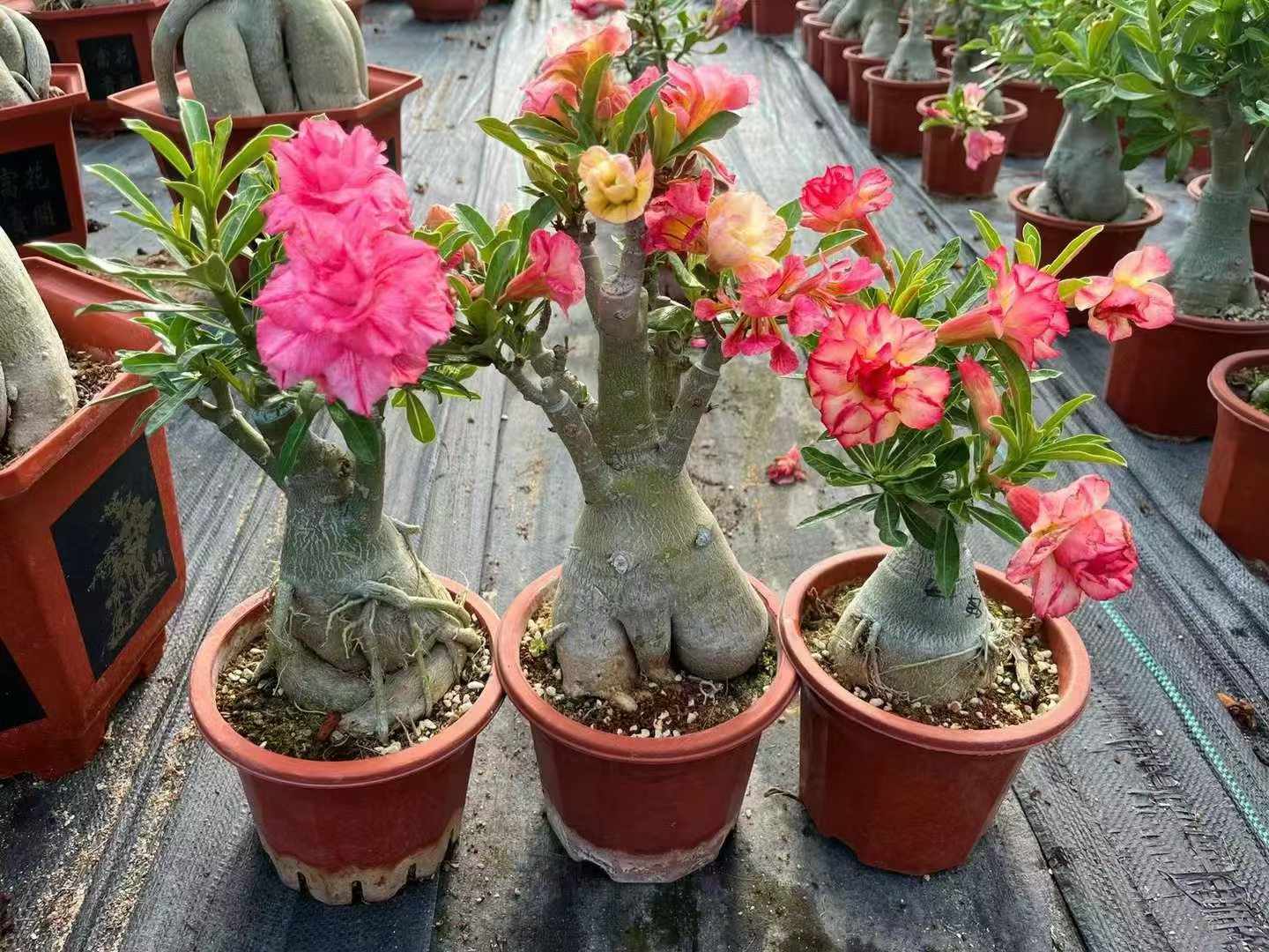 アデニウム・オベスム - 中国の専門ライブ植物サプライヤー
