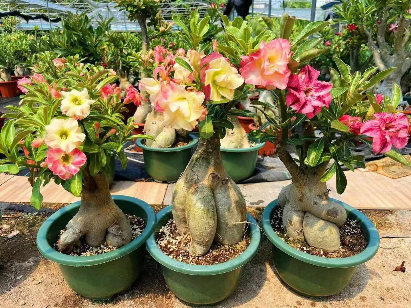 アデニウム・オベスム - 中国の専門ライブ植物サプライヤー