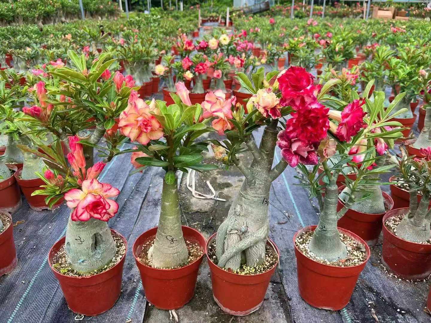 アデニウム オベスム Adenium obesum アデニウム・オベスム - Wikipedia