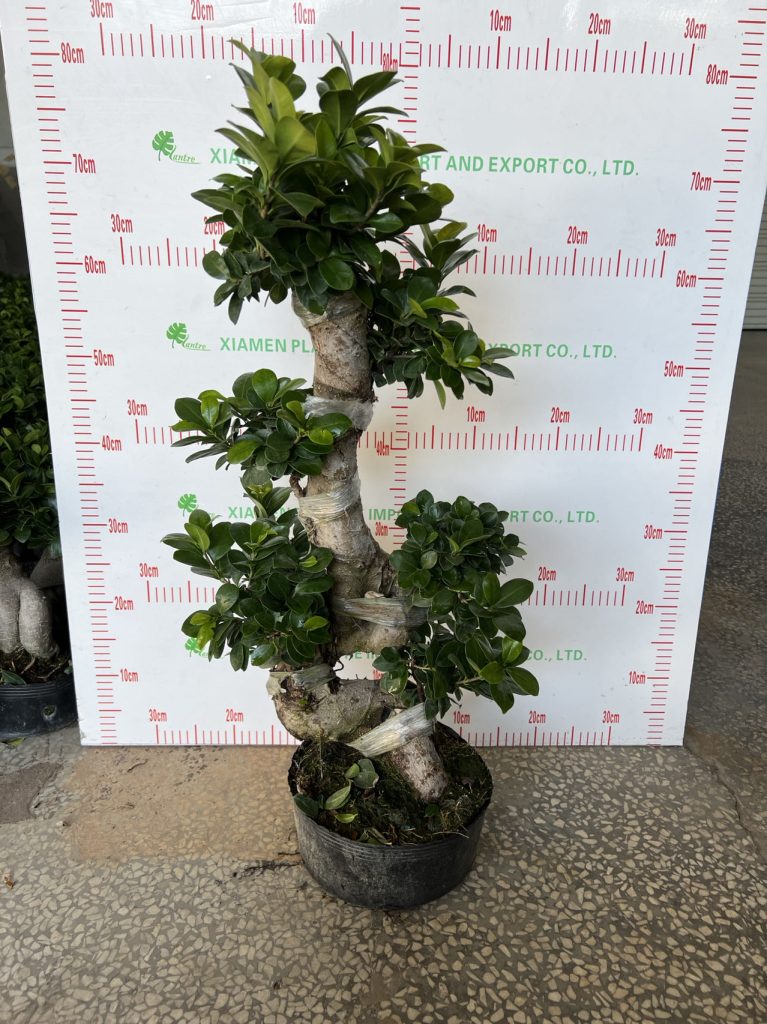 Ficus Microcarpa S Shape