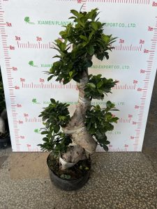 Ficus Microcarpa Forma S