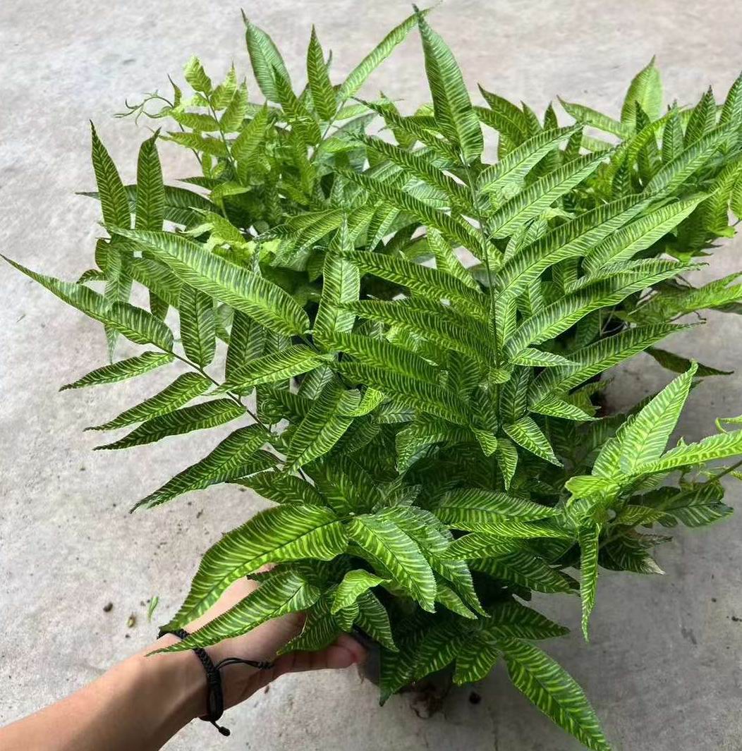 ゴールデンゼブラファーン - 中国の専門ライブ植物サプライヤー - Iplantre