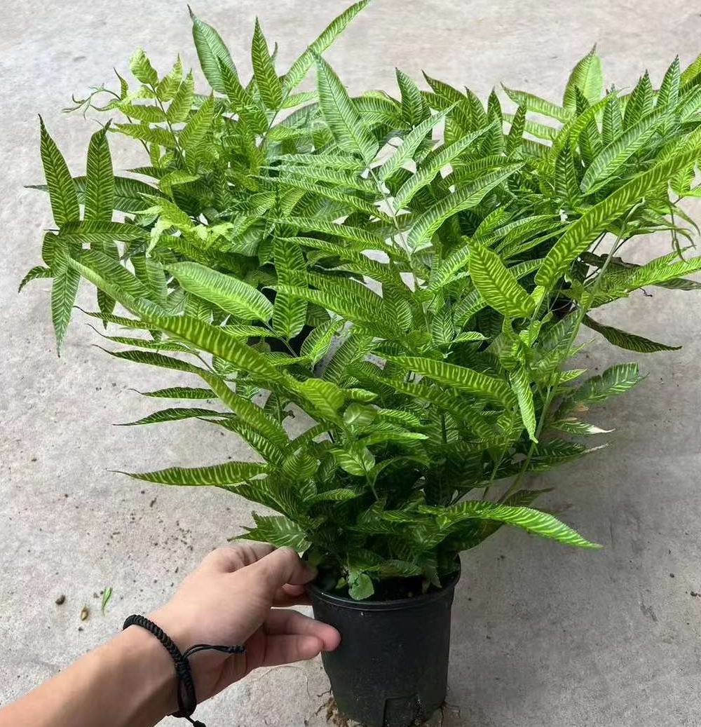 ゴールデンゼブラファーン - 中国の専門ライブ植物サプライヤー - Iplantre