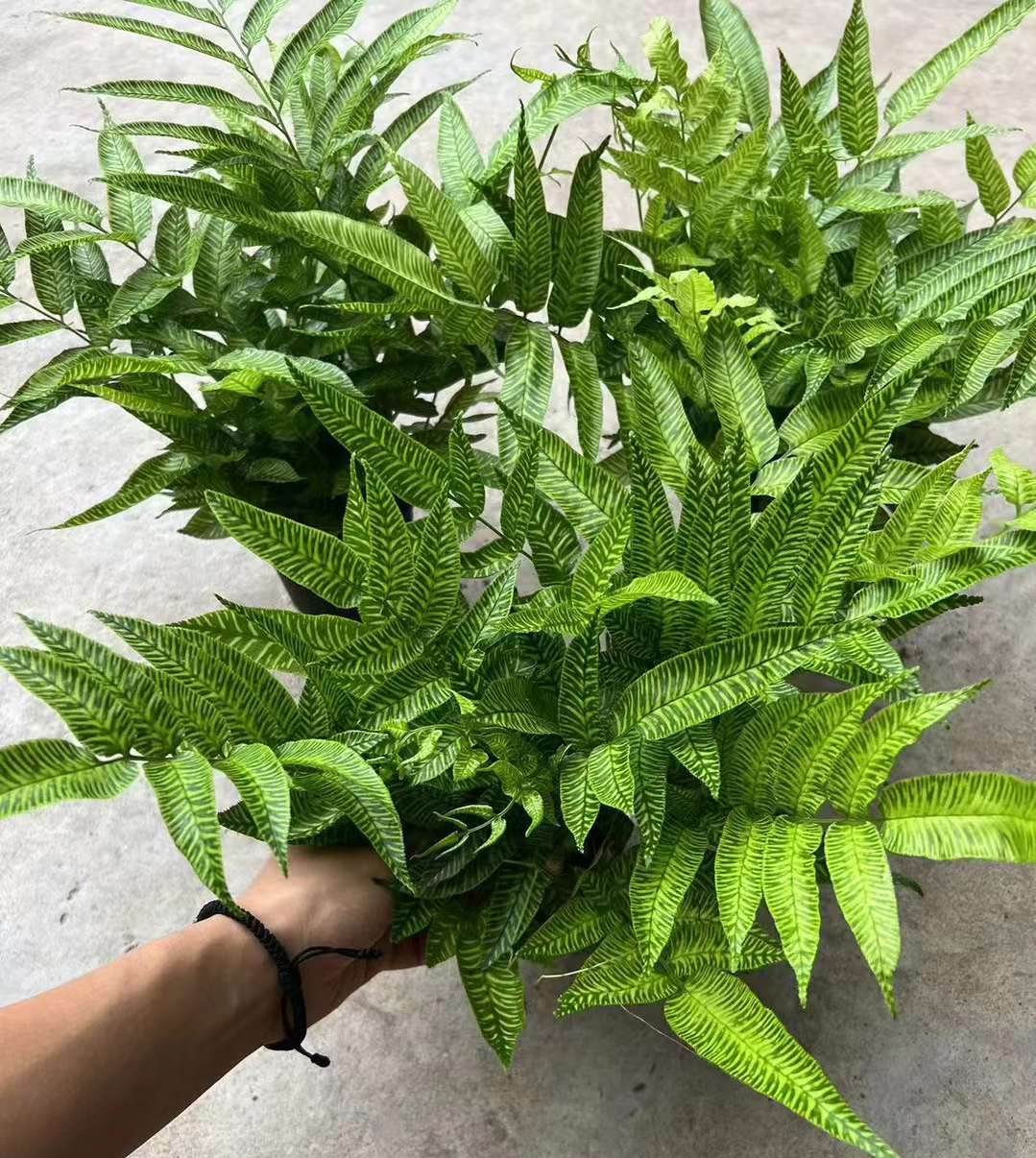 Golden Zebra Fern - Professional Live Plants Supplier In China