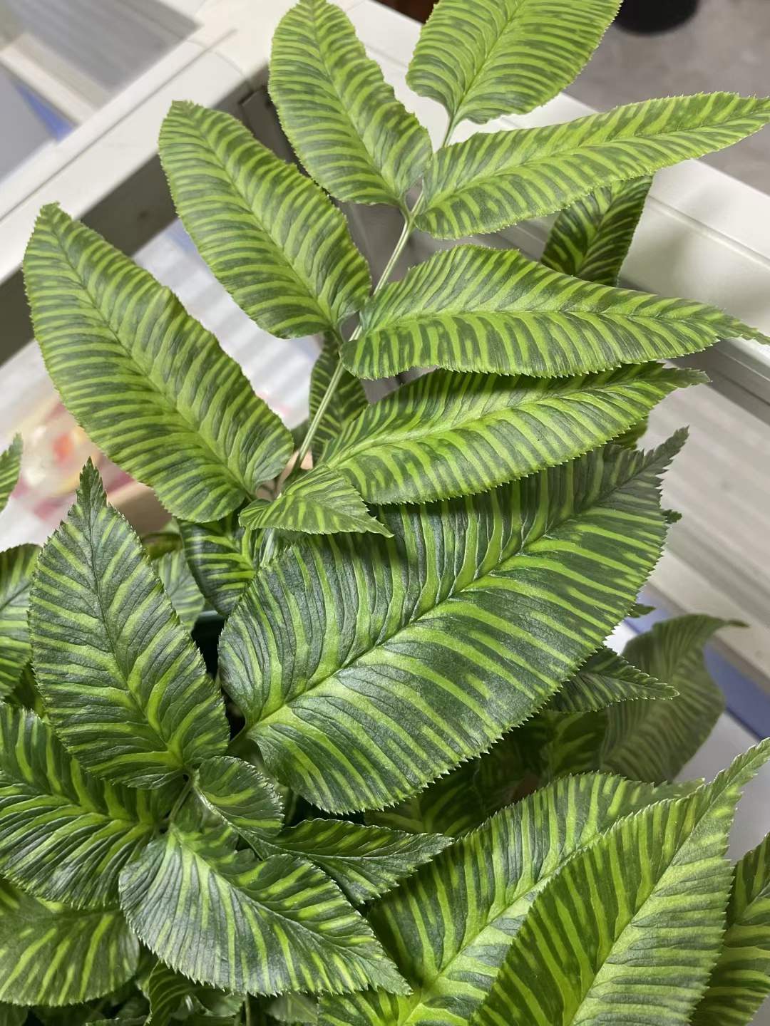 ゴールデンゼブラファーン - 中国の専門ライブ植物サプライヤー - Iplantre