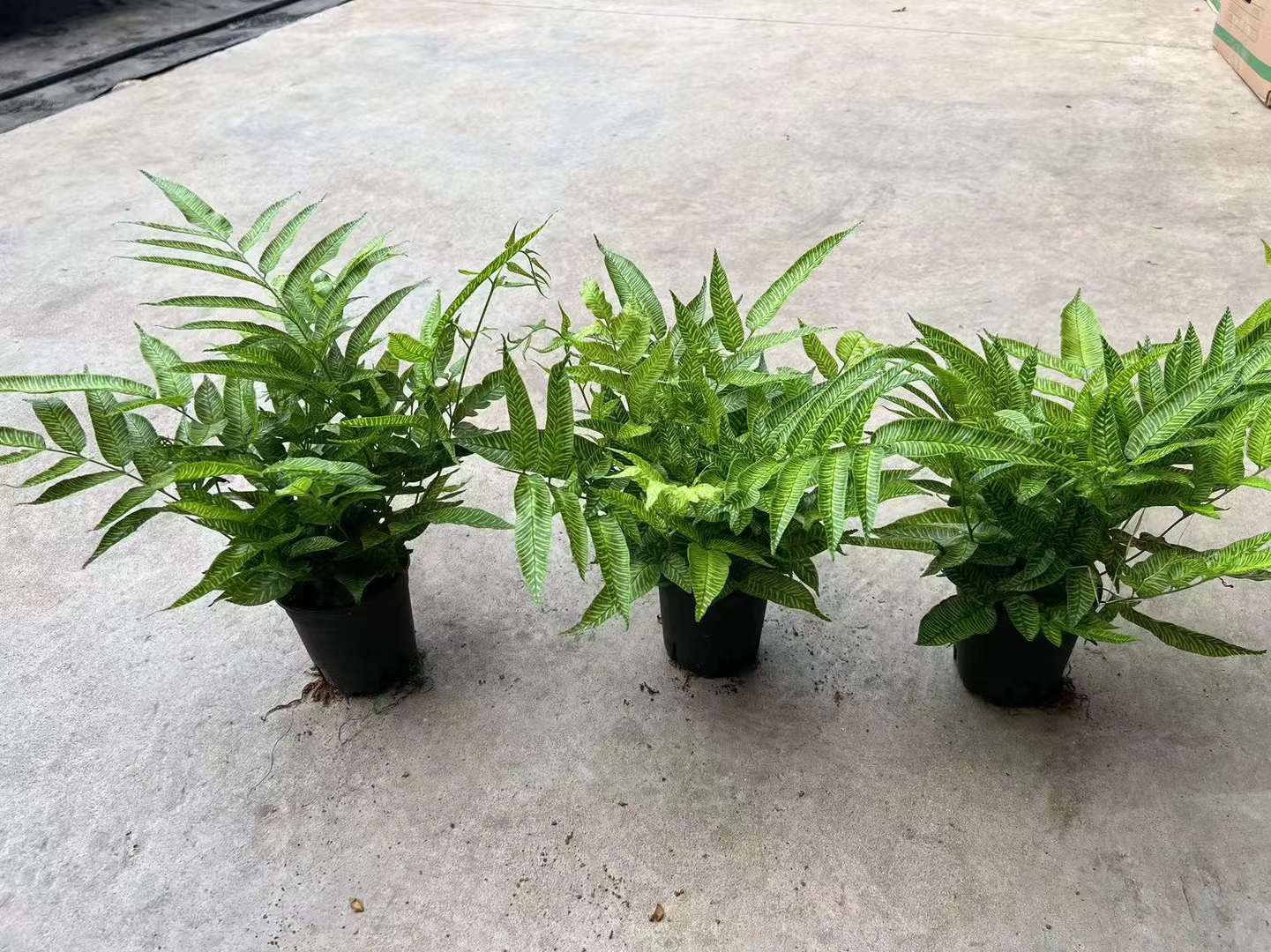 ゴールデンゼブラファーン - 中国の専門ライブ植物サプライヤー - Iplantre