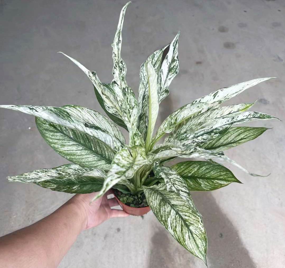 スパティフィラムセンセーションVar.- 中国の専門の生きている植物の