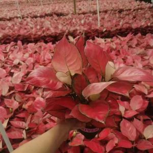 Aglaonema Diamante Rosa 