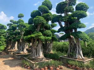 Landschaft Banyan Tree