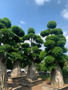 Landscape Banyan Tree