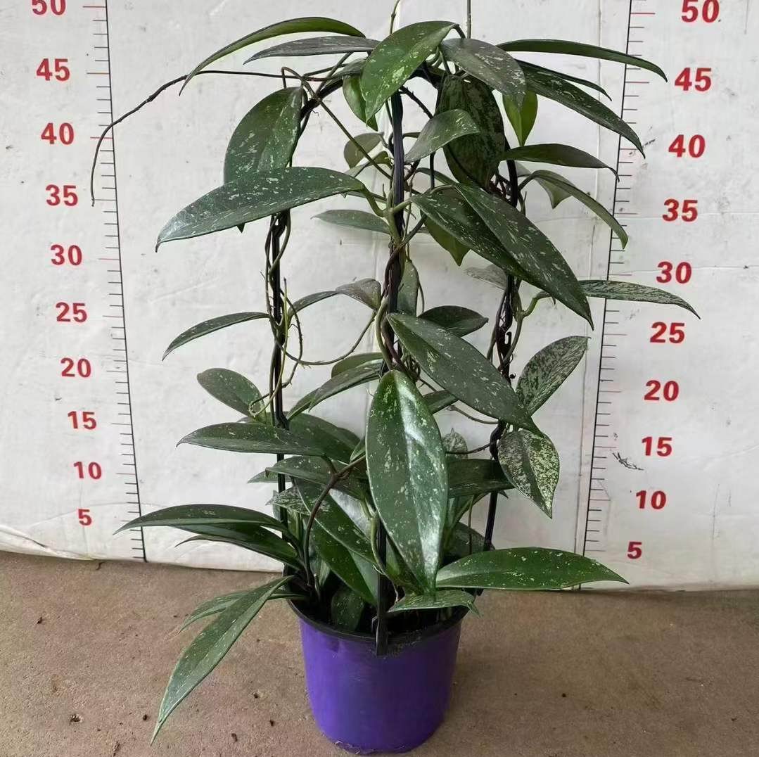 ホヤ - 中国の専門生植物サプライヤー - Iplantre