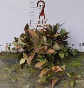 ホヤ - 中国の専門生植物サプライヤー - Iplantre