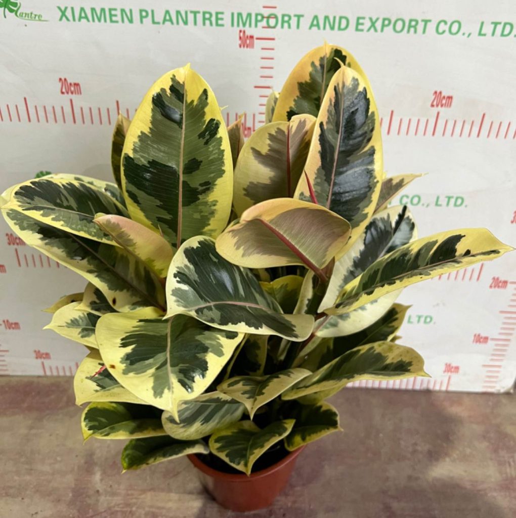 Rubber Plant Tineke