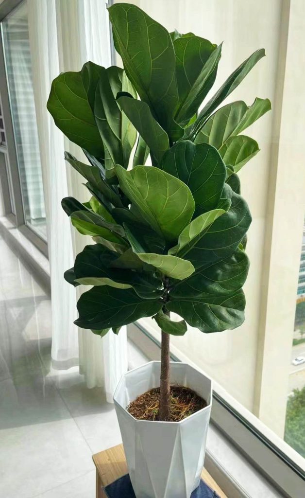 Fiddle leaf fig