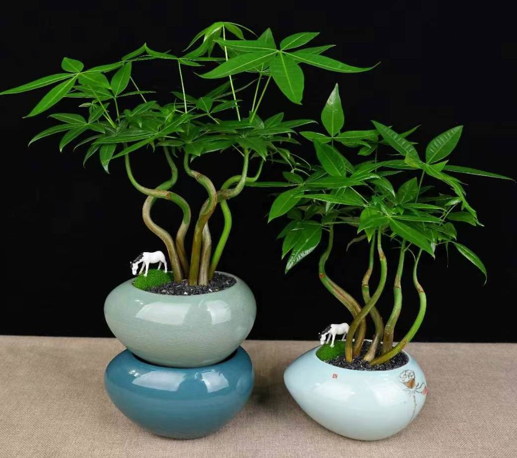 パキラ・アクアティカ - 中国の専門ライブ植物サプライヤー