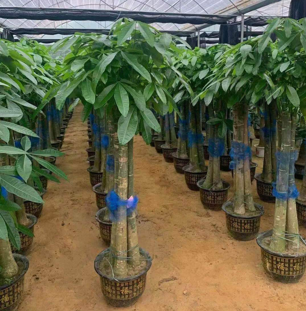 パキラ・アクアティカ - 中国の専門ライブ植物サプライヤー - Iplantre パキラ・アクアティカ - 中国の専門ライブ植物サプライヤー - Iplantre