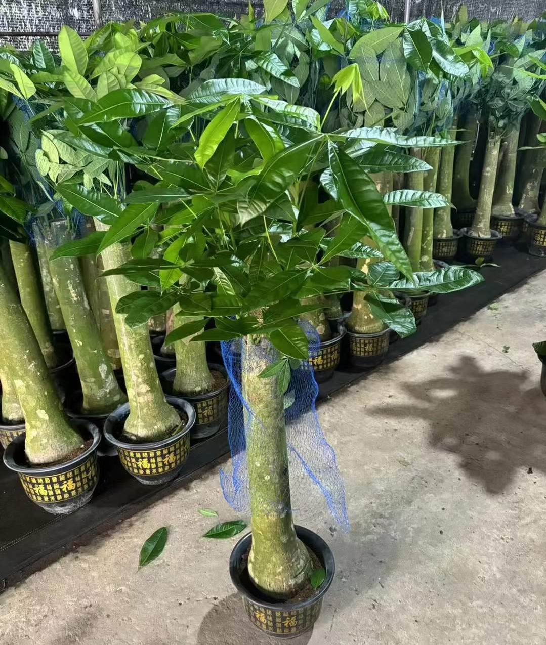 パキラ（Pachira aquatica）7号 高さ110cm ds588560_01.jpg