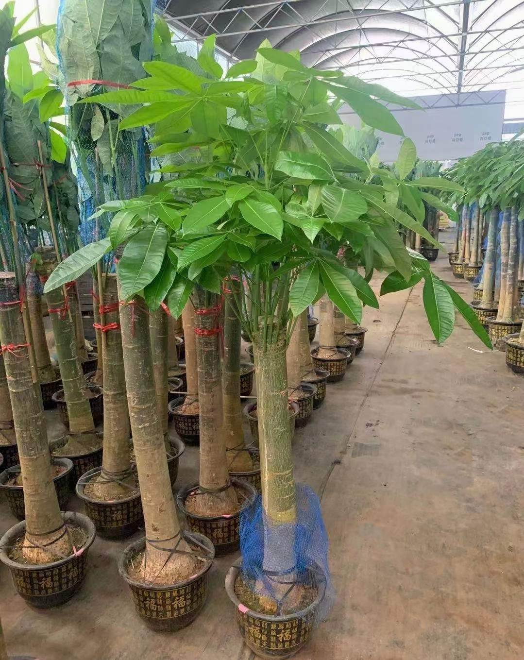 パキラ・アクアティカ - 中国の専門ライブ植物サプライヤー