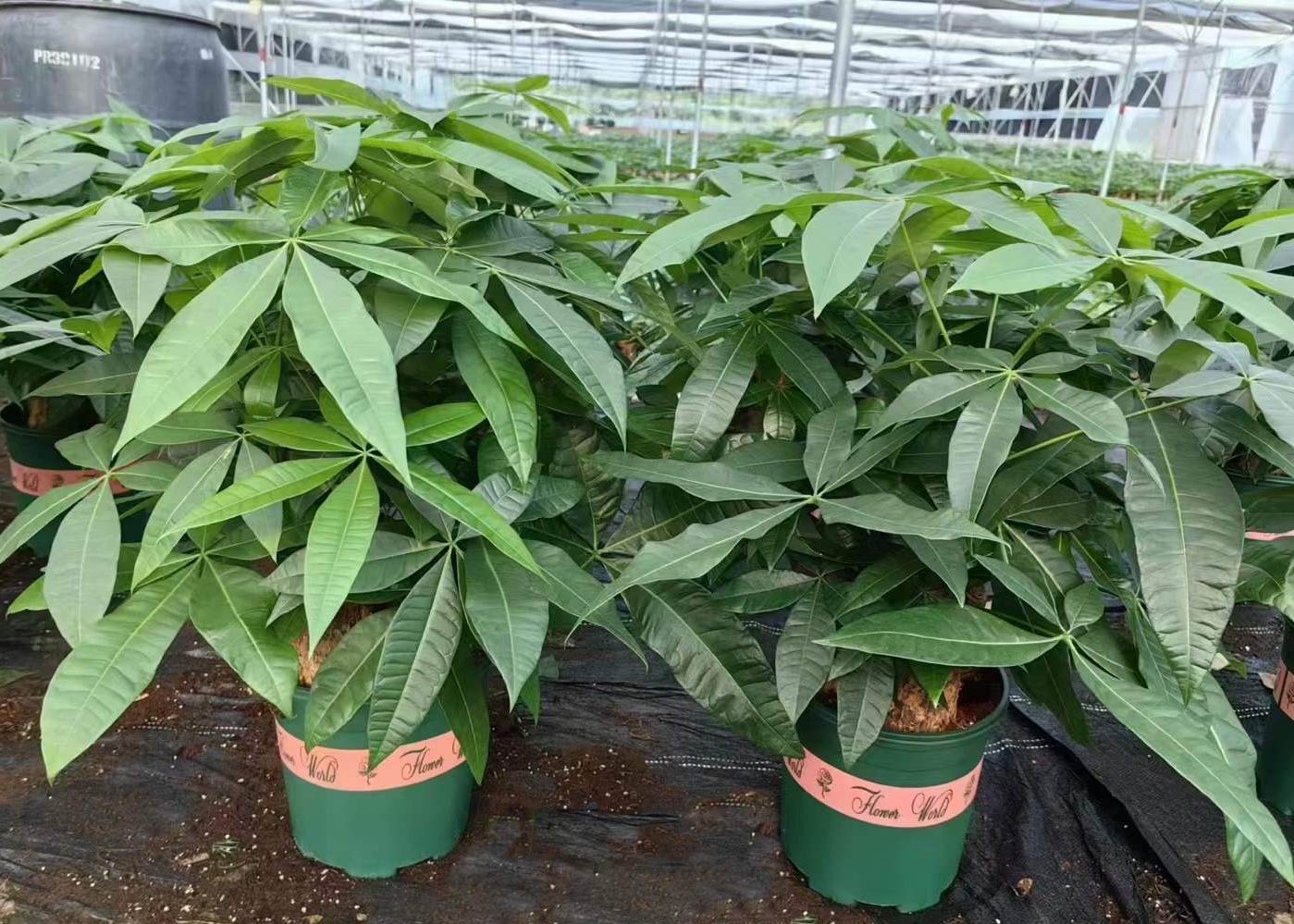 パキラ・アクアティカ - 中国の専門ライブ植物サプライヤー - Iplantre