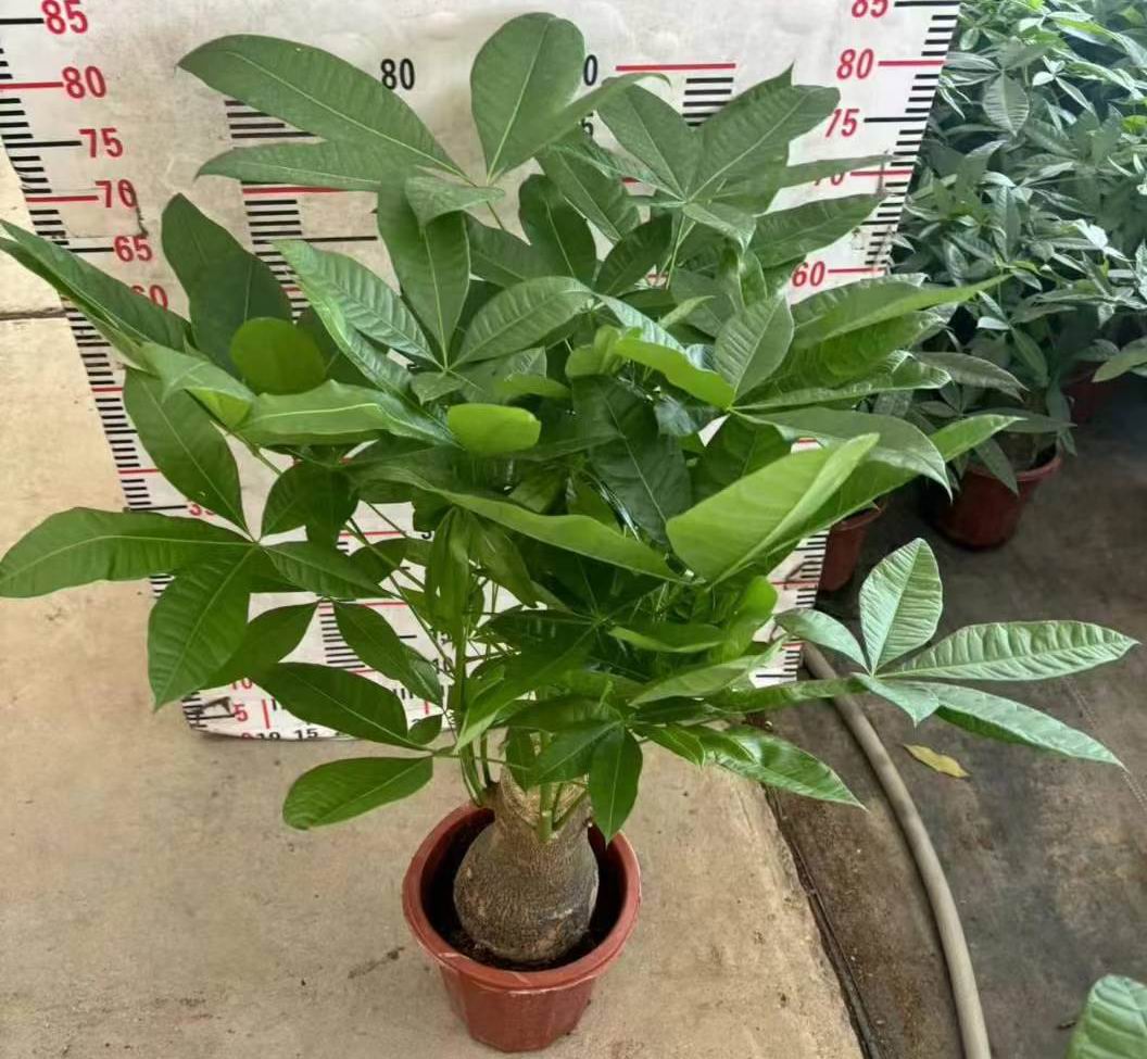 パキラ・アクアティカ - 中国の専門ライブ植物サプライヤー - Iplantre