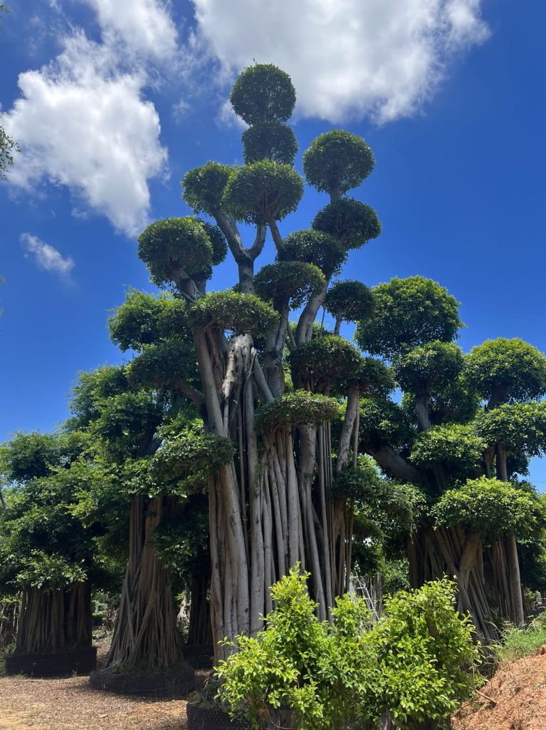 Banyan trees