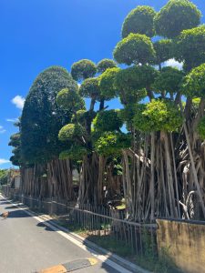 Landscape Banyan Tree