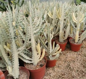 ユーフォルビア・ラクテア　ホワイトゴースト中型多肉植物 ユーフォルビア・ラクテア | ホワイトゴースト - 観葉植物専門店