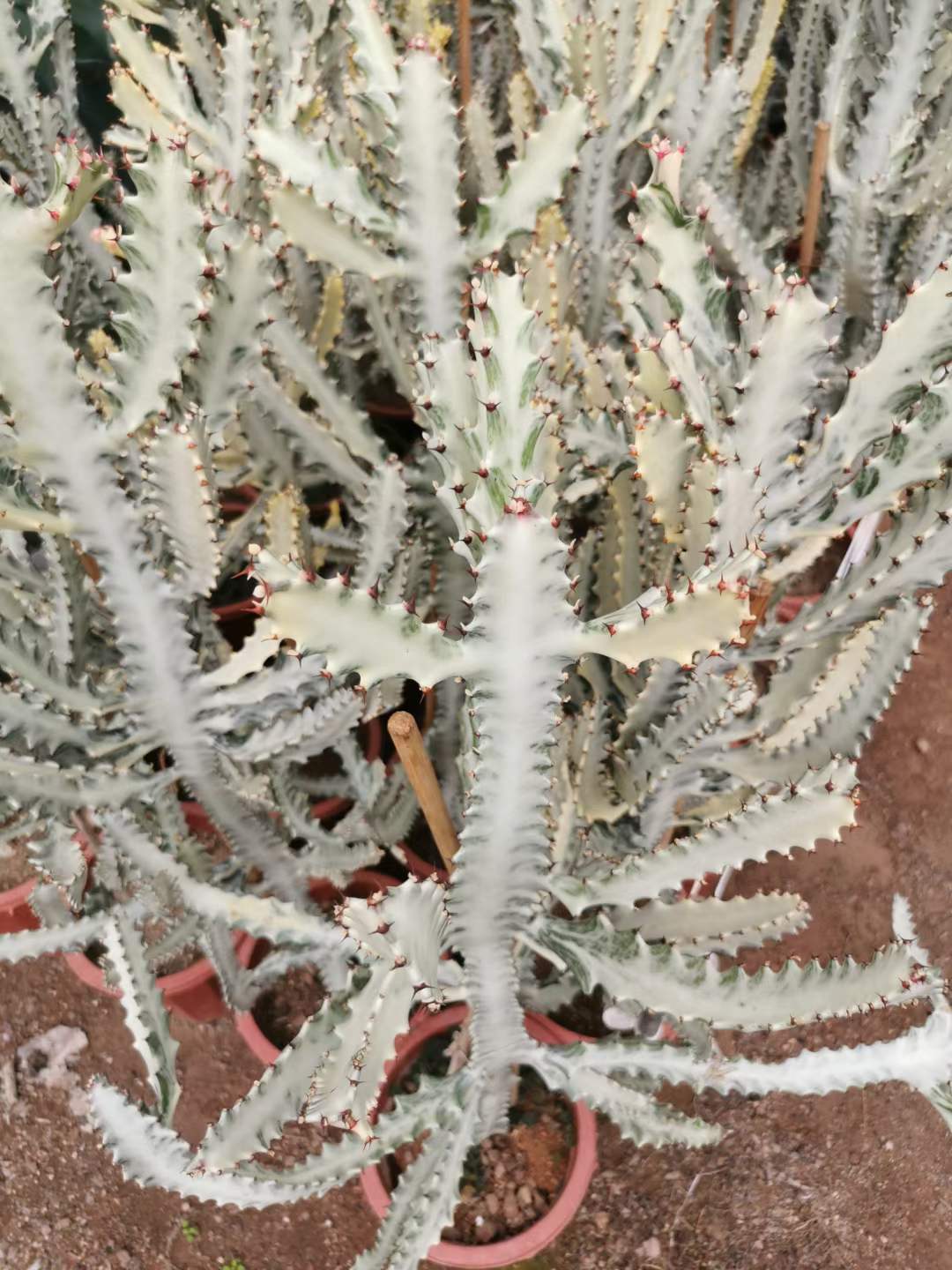 ユーフォルビア　ホワイトゴースト ユーフォルビア Lactea ホワイト ゴースト - 中国のプロのライブ植物