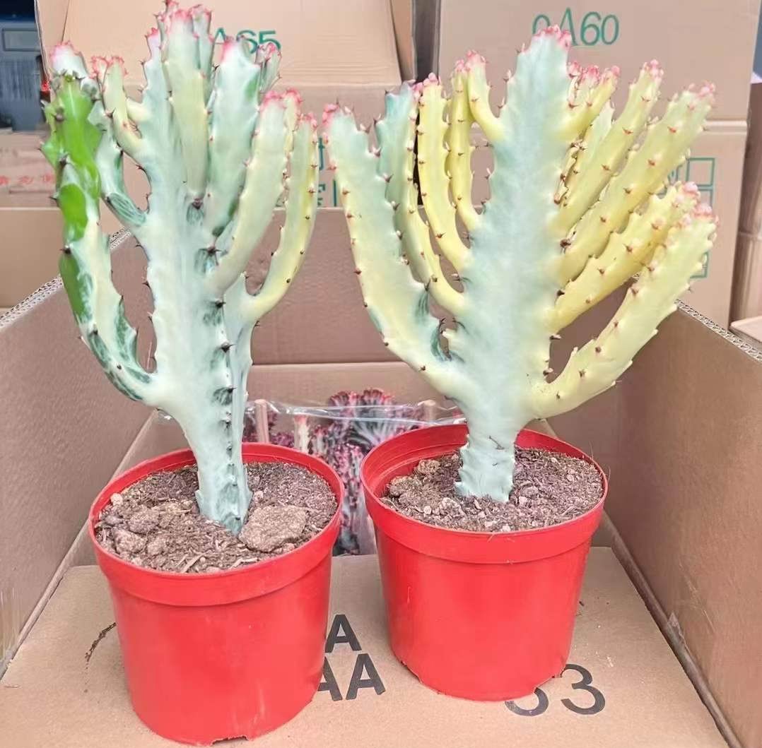 ユーフォルビア Lactea ホワイト ゴースト - 中国のプロのライブ