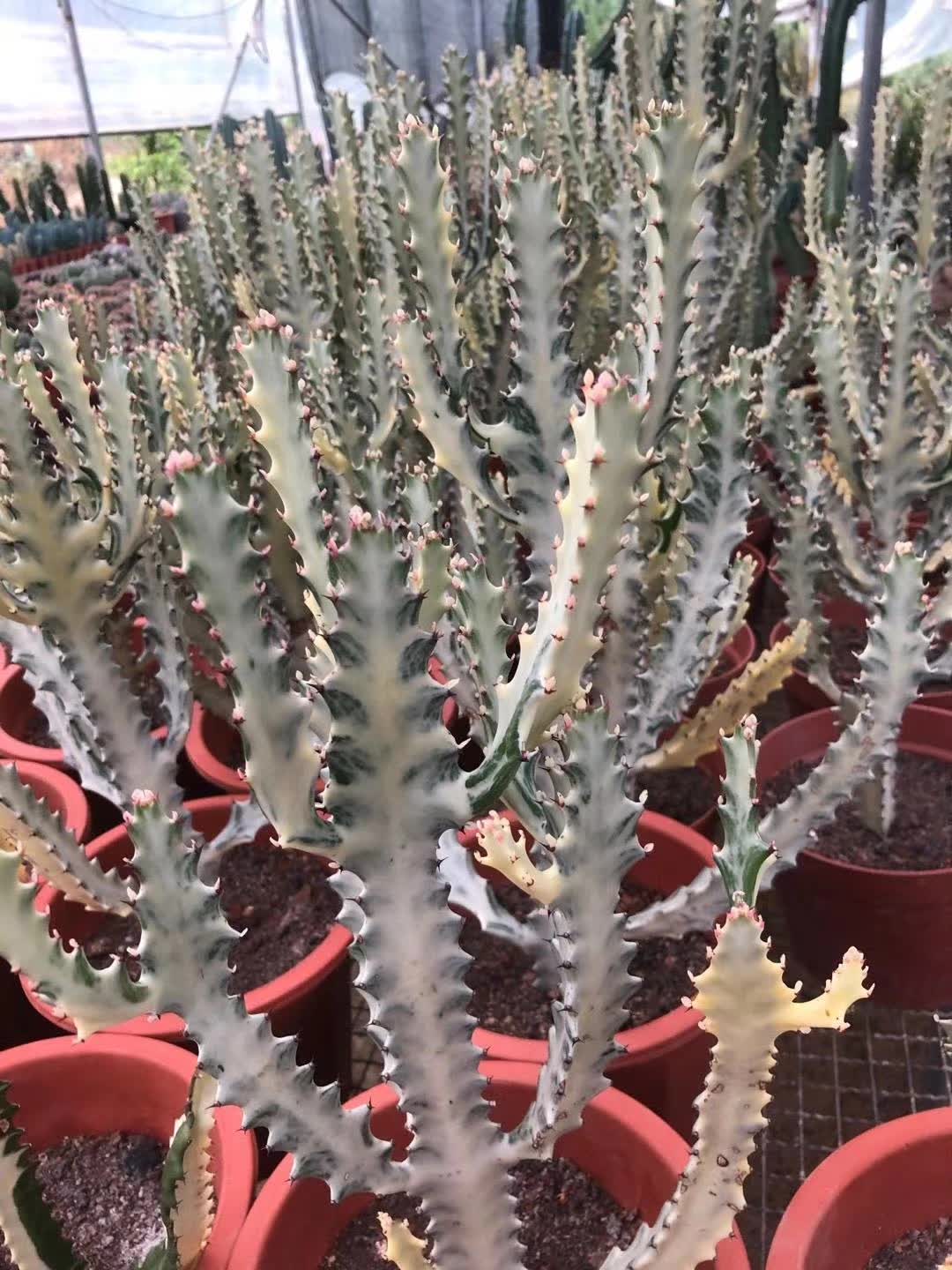 ユーフォルビア Lactea ホワイト ゴースト - 中国のプロのライブ植物